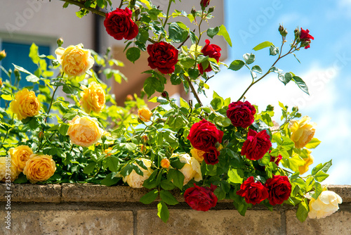 Fototapeta Naklejka Na Ścianę i Meble -  blossoming red rose bush against a blue sky background. Space for text.