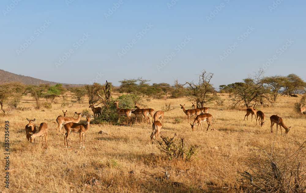 Antilopen im Samburu Nationalpark Antilopen im Samburu Nationalpark