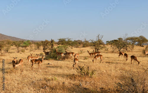 Antilopen im Samburu Nationalpark