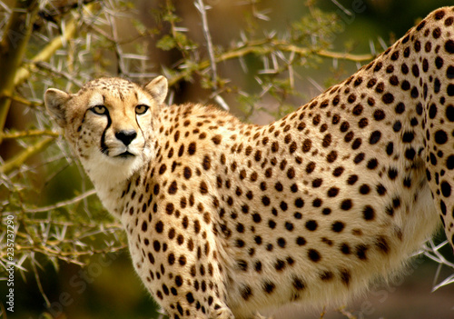 Εκτύπωση καμβά Female Cheetah gazes at a noise she heard in the distance.