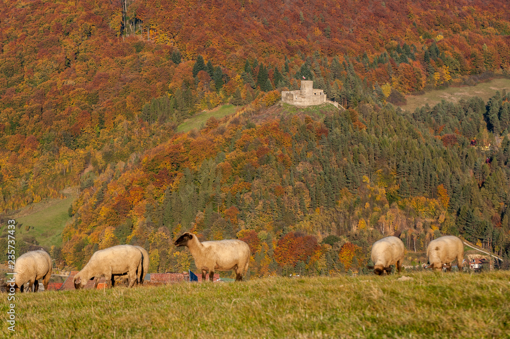 Zamek średniowieczny w Rytrze ,Beskid Sądecki,małopolska.Polska.