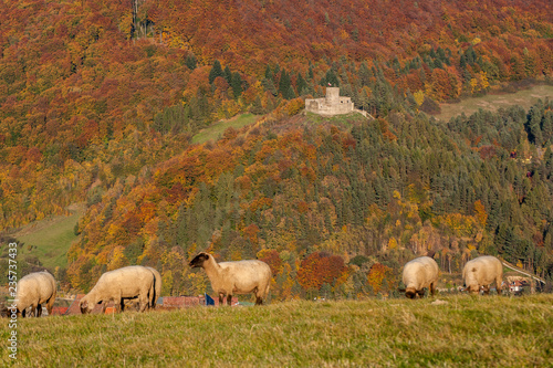 Obraz na płótnie Zamek średniowieczny w Rytrze ,Beskid Sądecki,małopolska.Polska. w salonie