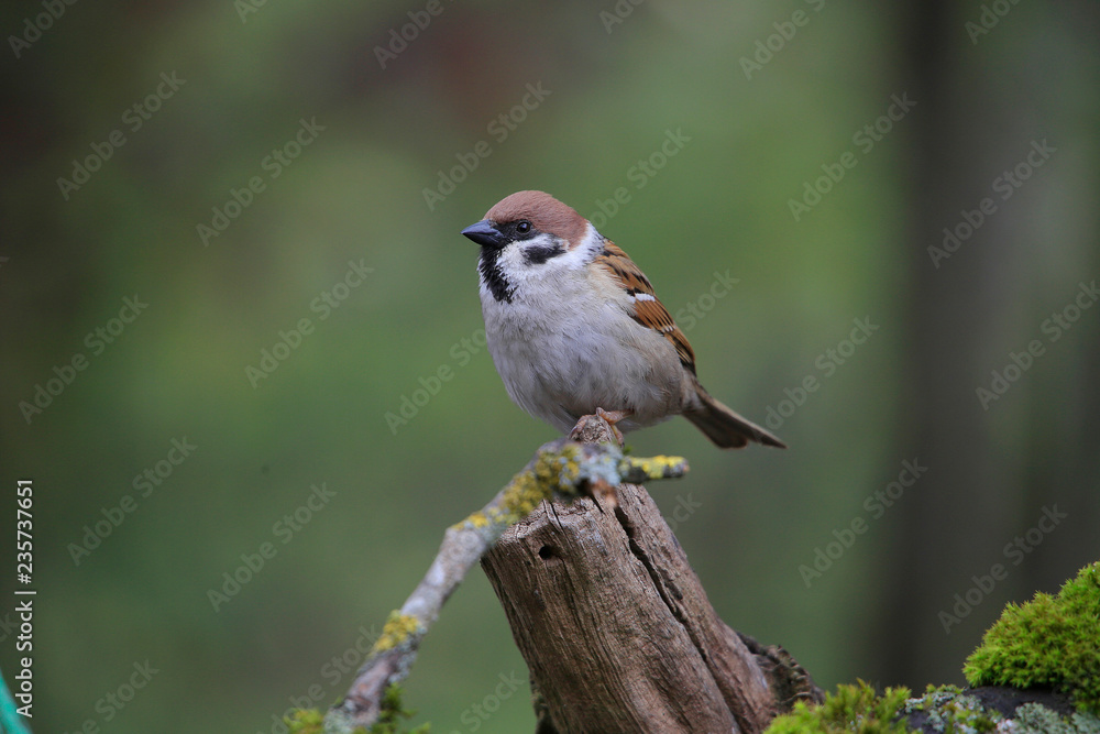 Feldsperling oder Feldspatz (Passer montanus) Feldsperling oder Feldspatz (Passer montanus)