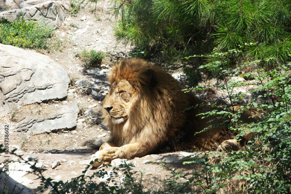 view of the African lion lying on the ground in the shade