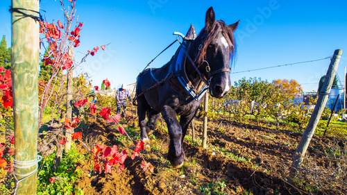 фотографія cheval de trait et labour