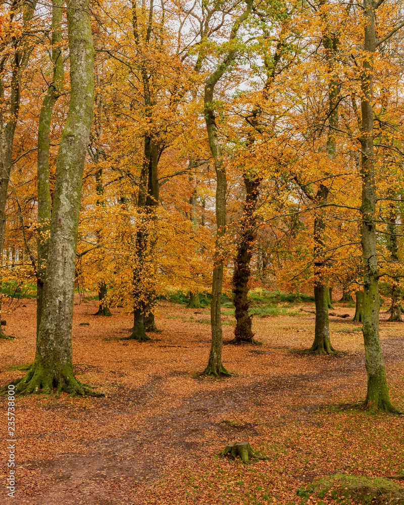 Naklejka premium Beech tree woodland with golden autumn colours