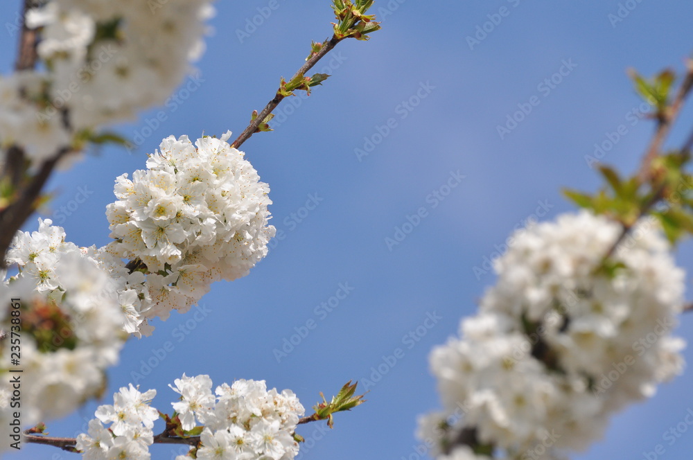 Sweet cherry flowers in full bloom. Tree blossom in sunny spring day Sweet cherry flowers in full bloom. Tree blossom in sunny spring day