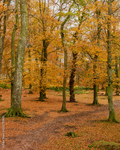 Beech tree woodland with golden autumn colours