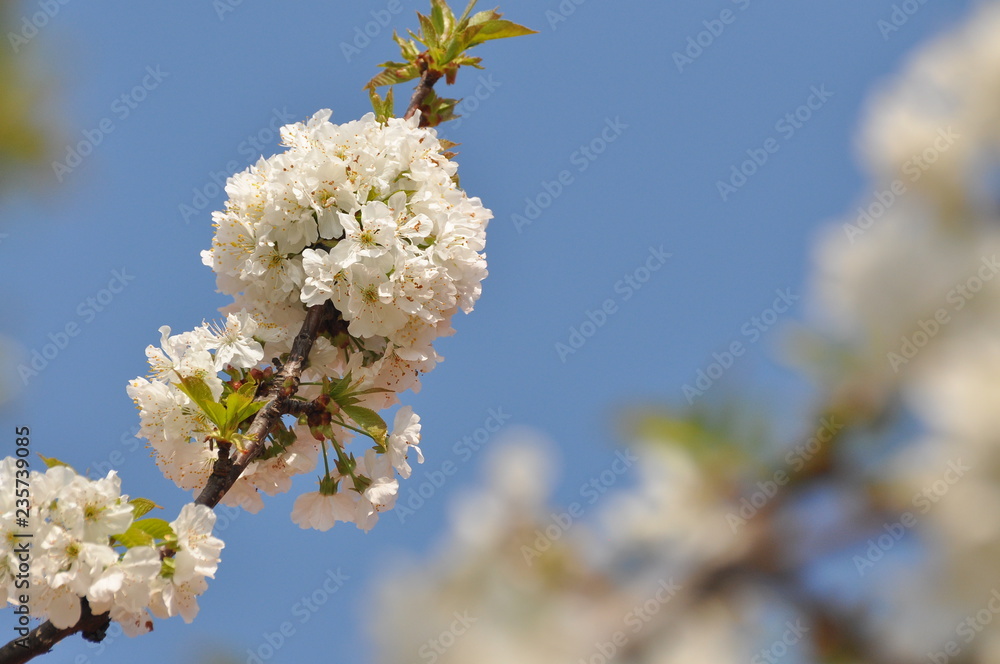 Sweet cherry flowers in full bloom. Tree blossom in sunny spring day Sweet cherry flowers in full bloom. Tree blossom in sunny spring day