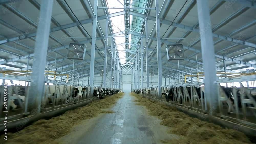 Milk farm Modern farm barn with milking cows eating hay Calf feeding on farm Livestock on farm Milk farm Modern farm barn with milking cows eating hay Calf feeding on farm Livestock on farm