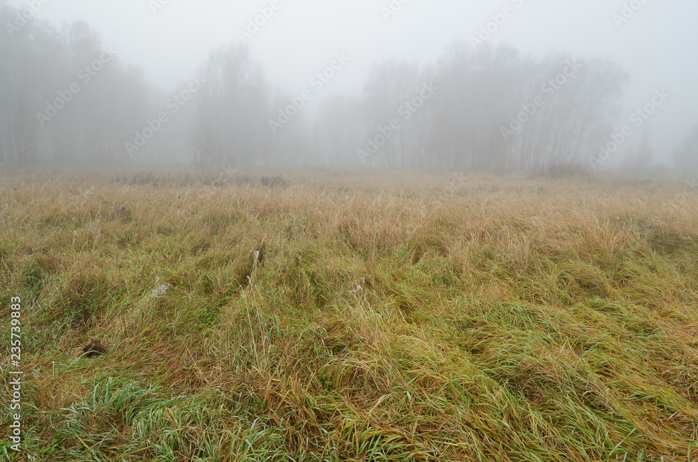 Obraz premium Foggy morning in autumn .