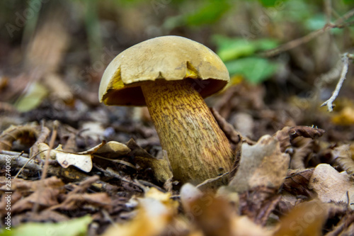 view of the mushroom in the forest growing on the ground