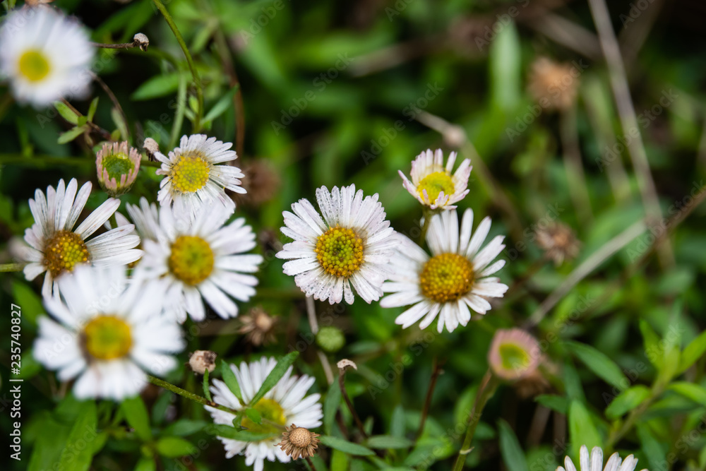 Mexican Fleabane Inflorescences in Autumn Mexican Fleabane Inflorescences in Autumn