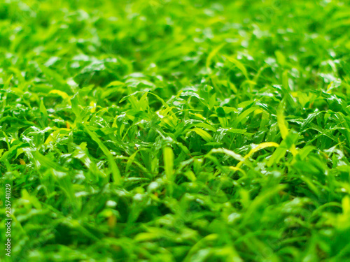 Close-up of grass on backyard after raining; selective focus. photo