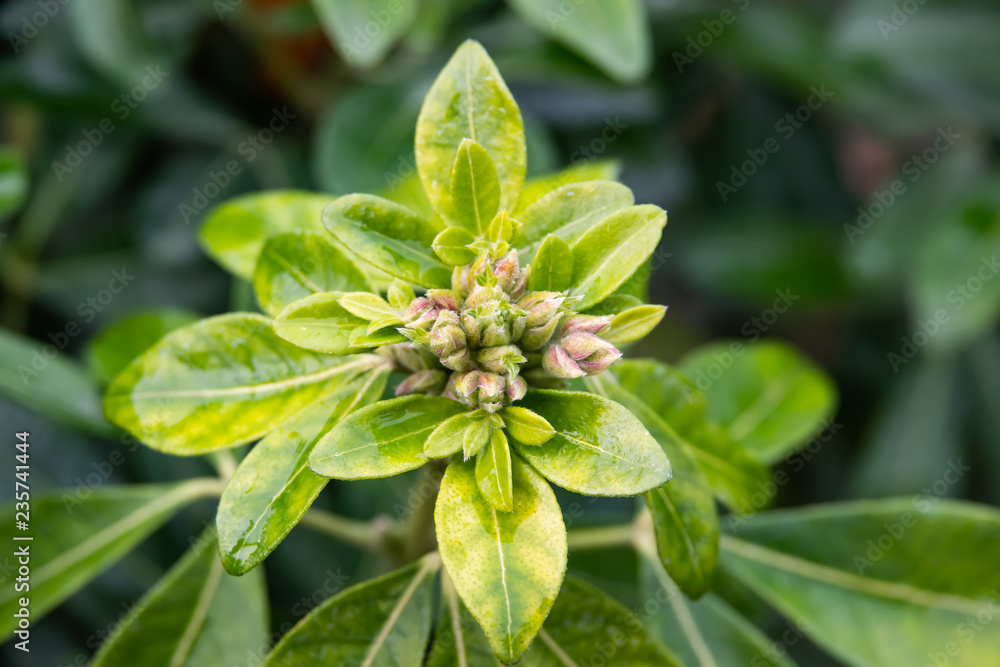Mexican Orange Flower Buds in Autumn Mexican Orange Flower Buds in Autumn