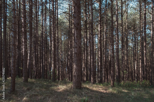 Wald © Svensen