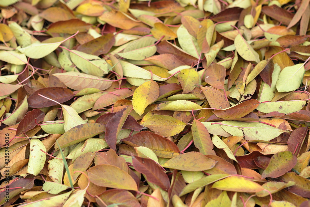 autumn leaves background