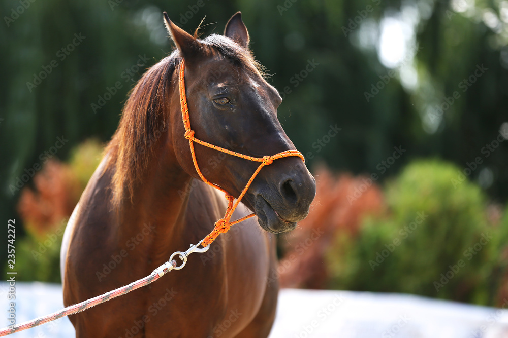 Obraz premium Portrait of a young horse in summer outside at rural dressage center