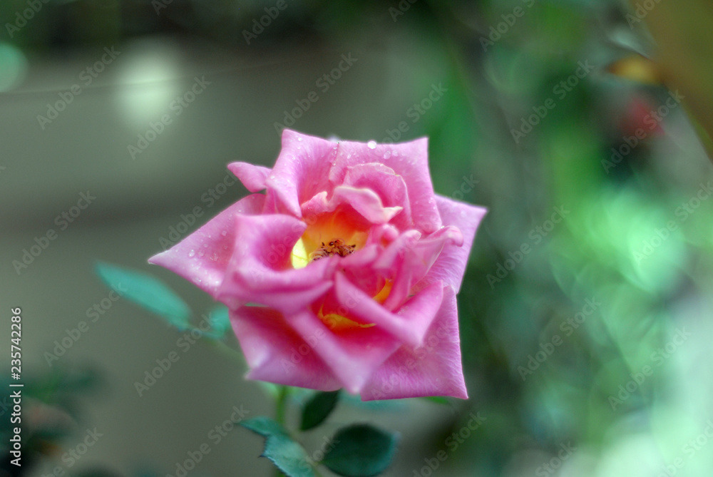 Obraz premium rosa