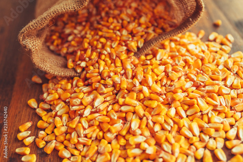 Harvested corn kernels spilling out of burlap sack photo