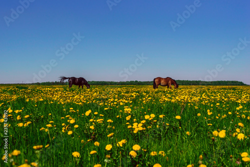 Fototapeta Naklejka Na Ścianę i Meble -  Horse on the field of dandelions.