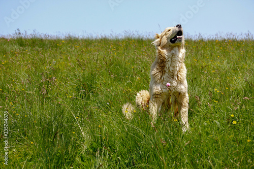 Dog in grass raising head