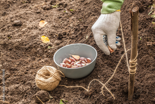 Gardener's hands plant winter garlic