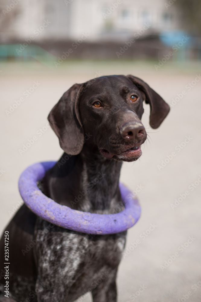 German shorthaired pointer Hunter dog with puller German shorthaired pointer Hunter dog with puller