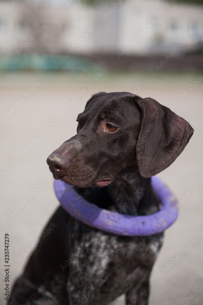 German shorthaired pointer Hunter dog with puller German shorthaired pointer Hunter dog with puller