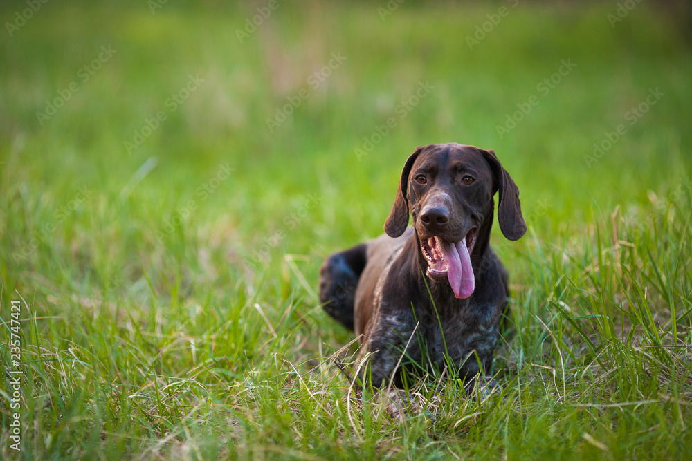German shorthaired pointer Hunter dog Head shot portrait of Adorable smile dog at green grass cute dog looking up German shorthaired pointer Hunter dog Head shot portrait of Adorable smile dog at green grass cute dog looking up