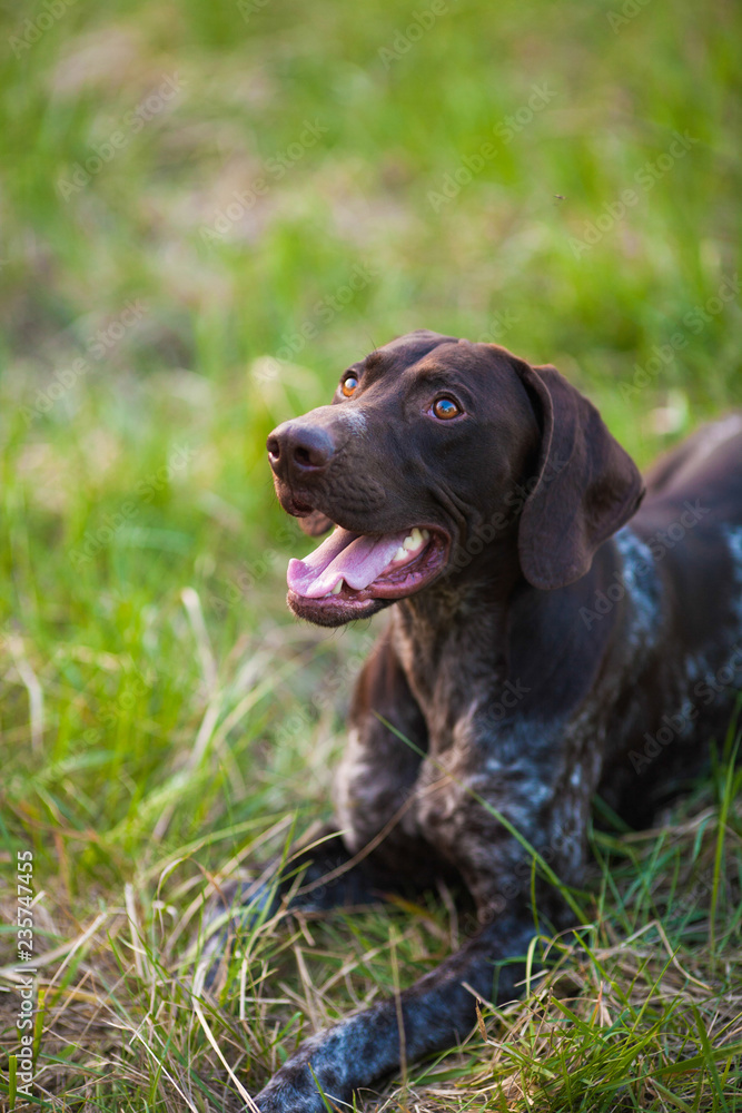 German shorthaired pointer Hunter dog  Head shot portrait of Adorable smile dog at green grass cute dog looking up