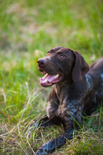 German shorthaired pointer Hunter dog Head shot portrait of Adorable smile dog at green grass cute dog looking up