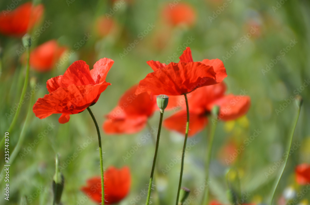 red poppies in a field