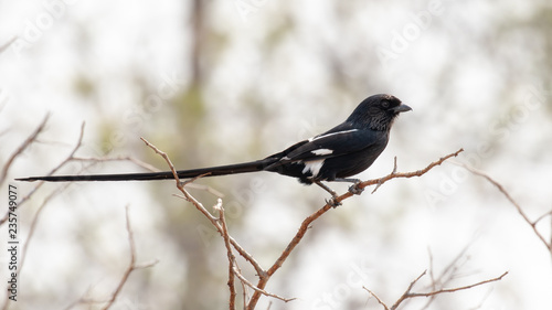 One magpie shrike in the Kruger National Park in South Africa