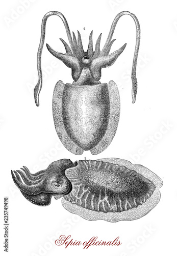 Vintage illustration of common cuttlefish, the large cuttlefish species, living in Mediterranean sea