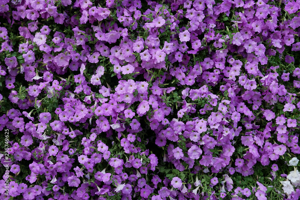 Vertical garden nature backdrop, purple petunia flowering plant flowers and green leaves wall background. Vertical garden nature backdrop, purple petunia flowering plant flowers and green leaves wall background.