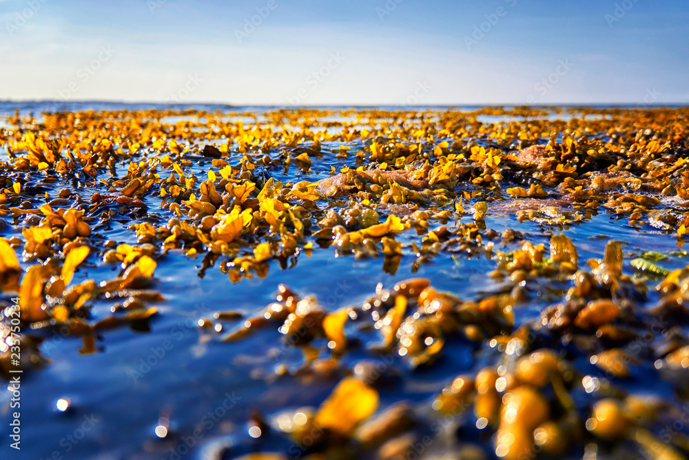 Obraz premium Baltic Sea coast with seaweed and sky in the background.