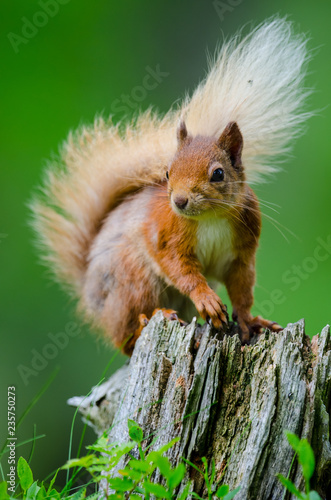 Red Squirrel on a tree stump