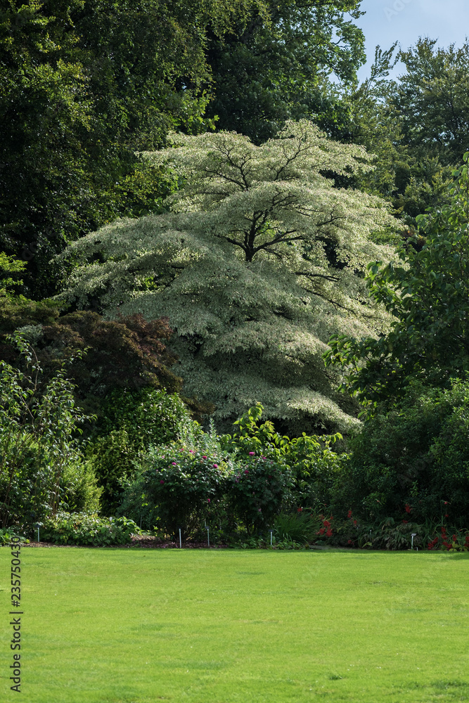 Obraz premium Baum im Garten