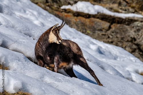 Camoscio al gran Paradiso photo