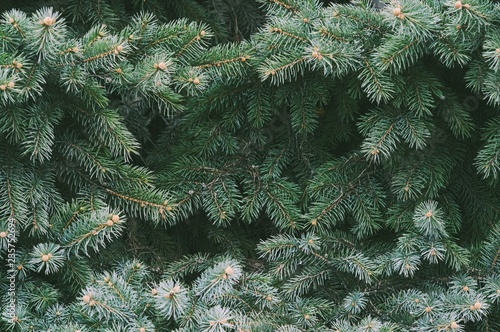 Christmas tree closeup photo. Natural fir tree outdoor. New Year holidays concept