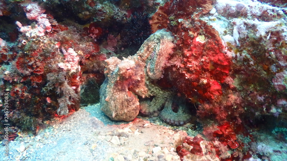 Octopus at the reef 