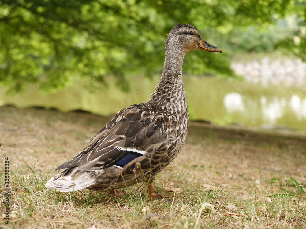 a mallard on the meadow a mallard on the meadow