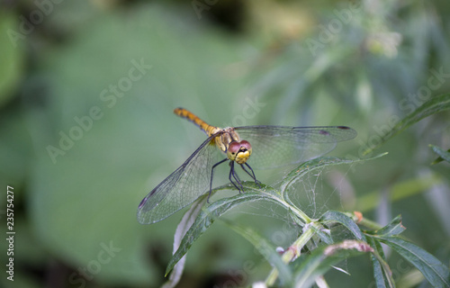 Dragonfly on the branch