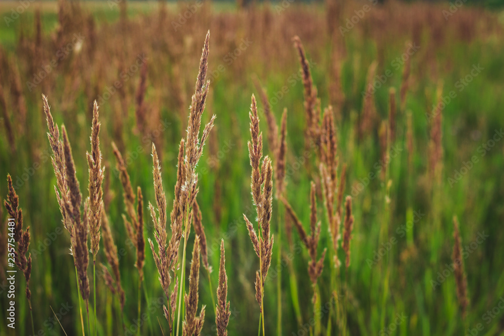 Green background with meadow grass in summer Green background with meadow grass in summer