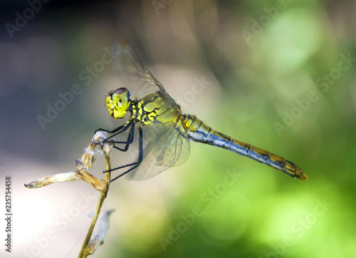 Dragonfly on the branch