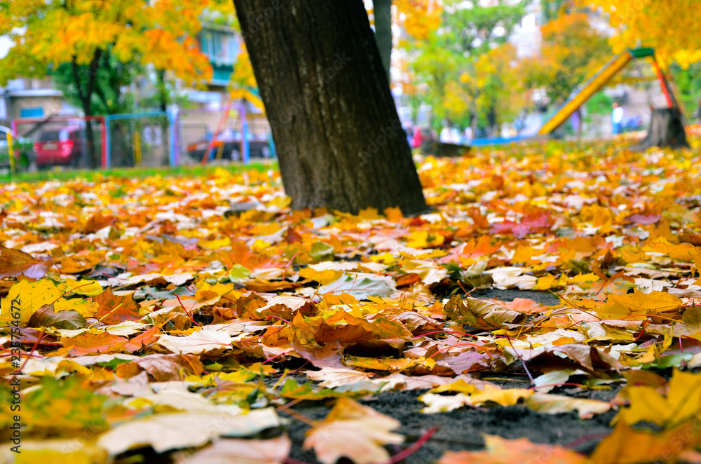 autumn leaves in the park. Beautiful autumn landscape. Fallen yellow foliage autumn leaves in the park. Beautiful autumn landscape. Fallen yellow foliage