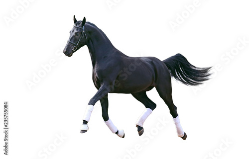 Running black horse isolated on white