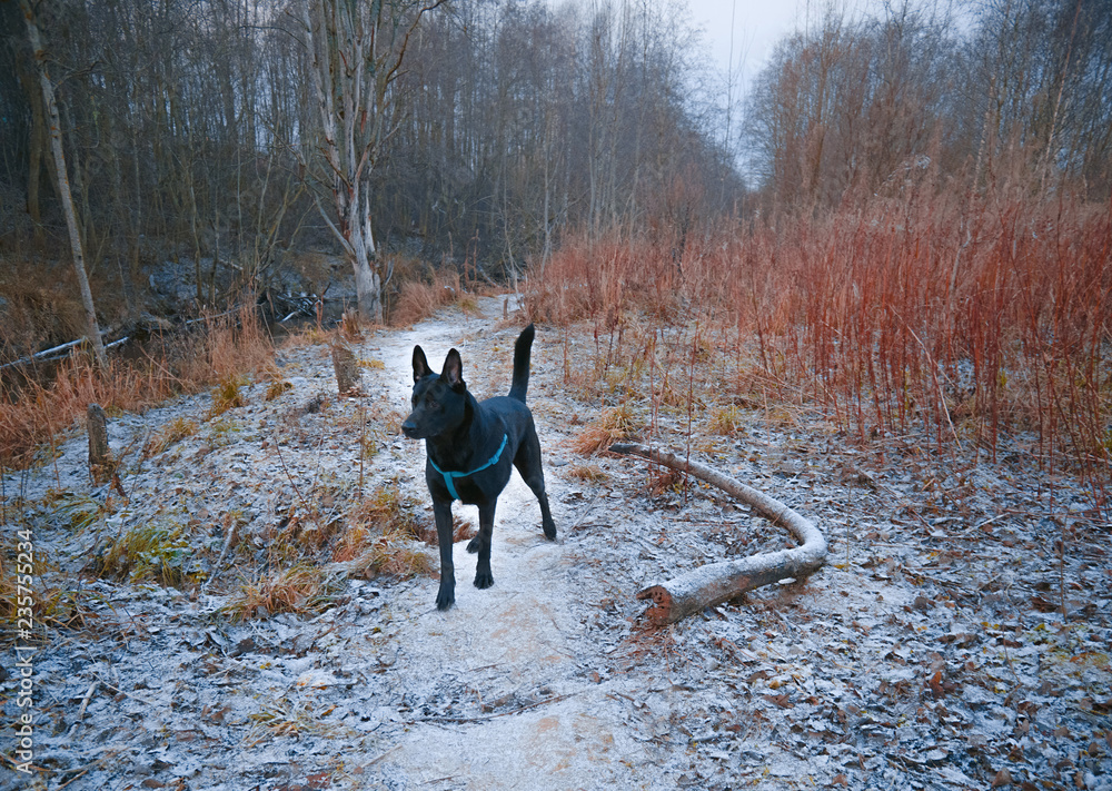 the dog walks on a leash. completely black dog with the owner for a walk the dog walks on a leash. completely black dog with the owner for a walk