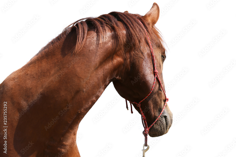 Obraz premium Portrait of a young horse in summer outside at rural dressage center